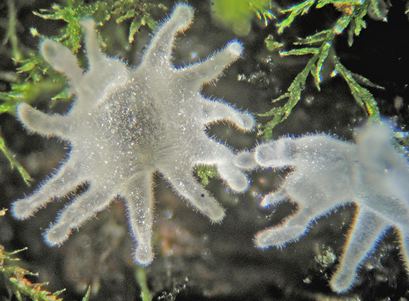 Ceratiomyxa fruticulosa